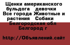 Щенки американского бульдога ( девочки) - Все города Животные и растения » Собаки   . Белгородская обл.,Белгород г.